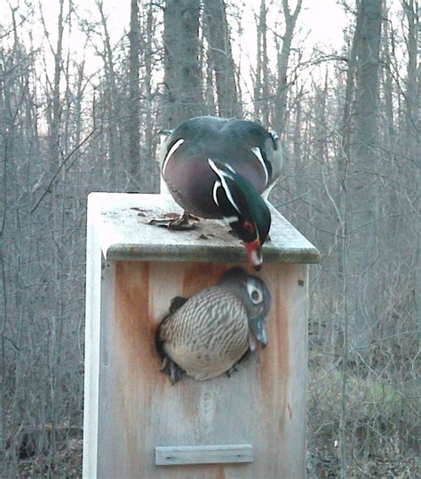 wooden duck boxes for sale